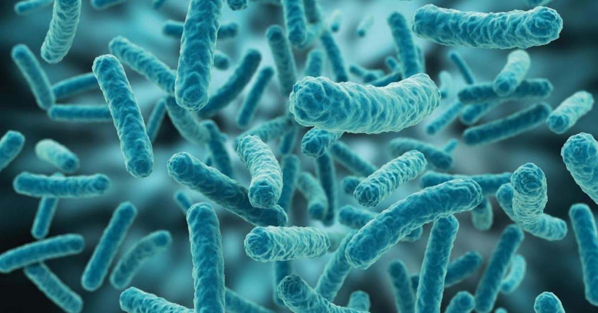 Lactic acid bacteria